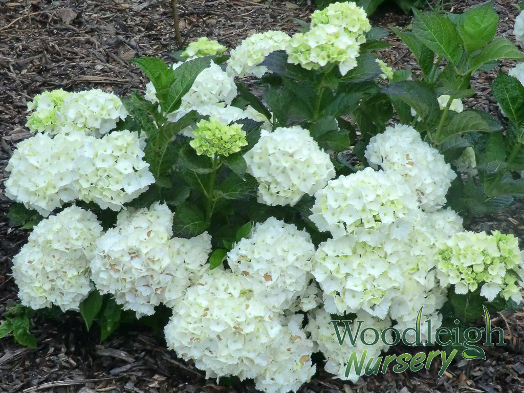 Hydrangea macrophylla Madame Emile Mouillere 2