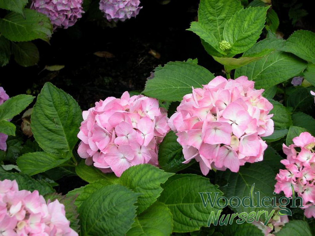 Hydrangea macrophylla Madame Plumecoq