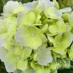 Hydrangea macrophylla Madame Truffaut