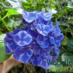 Hydrangea macrophylla Mars