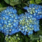 Hydrangea macrophylla Mathilda Gutges