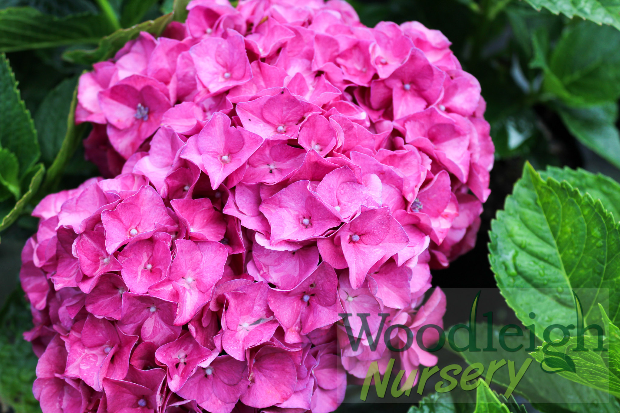 Hydrangea macrophylla Merritt’s Supreme