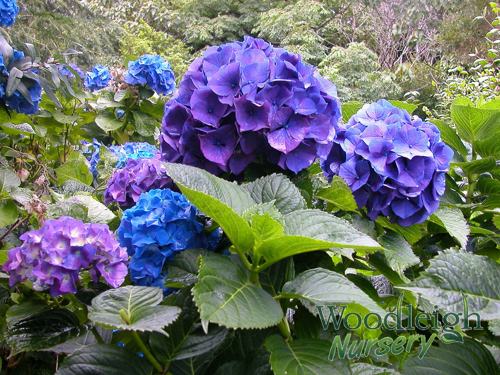 Hydrangea macrophylla Merritt’s Supreme