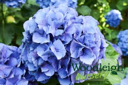 Hydrangea macrophylla Merritts&nbsp;Supreme