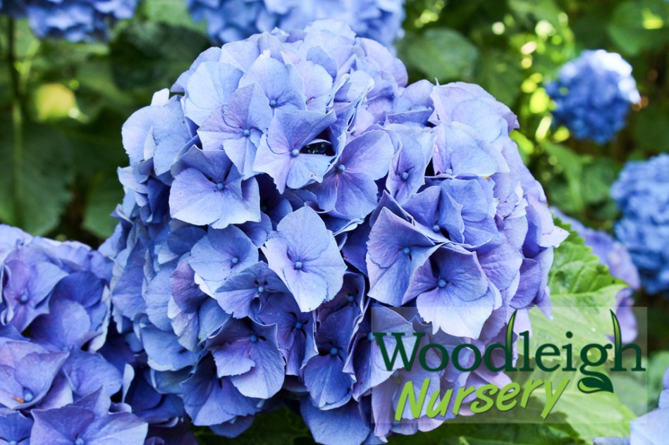 Hydrangea macrophylla Merritts Supreme