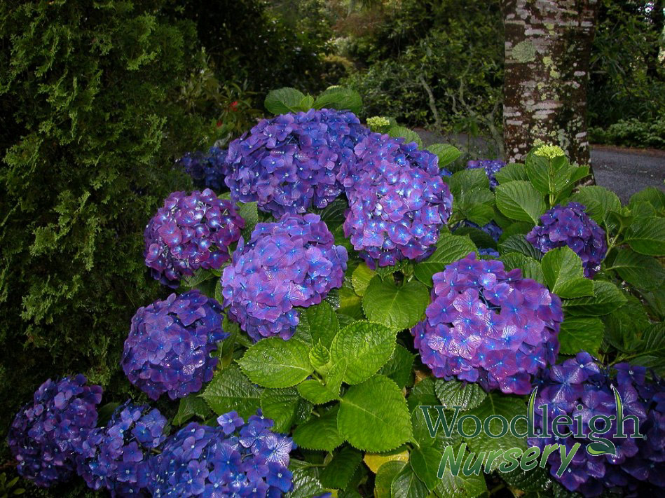 Hydrangea macrophylla Montgomery