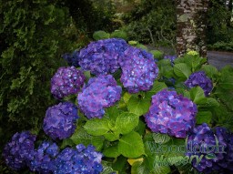 Hydrangea macrophylla Montgomery