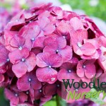 Hydrangea macrophylla Montgomery