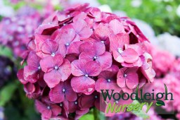 Hydrangea macrophylla Montgomery