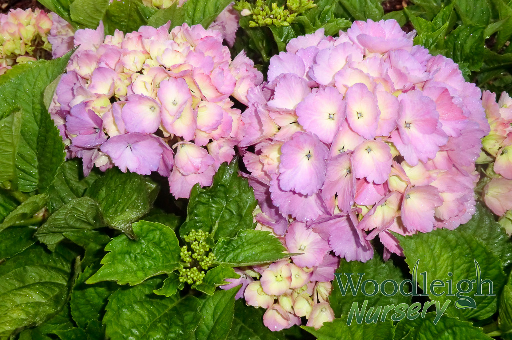 Hydrangea macrophylla Mrs Kumiko