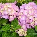 Hydrangea macrophylla Mrs Kumiko
