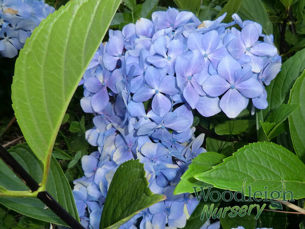 Hydrangea macrophylla Nigra