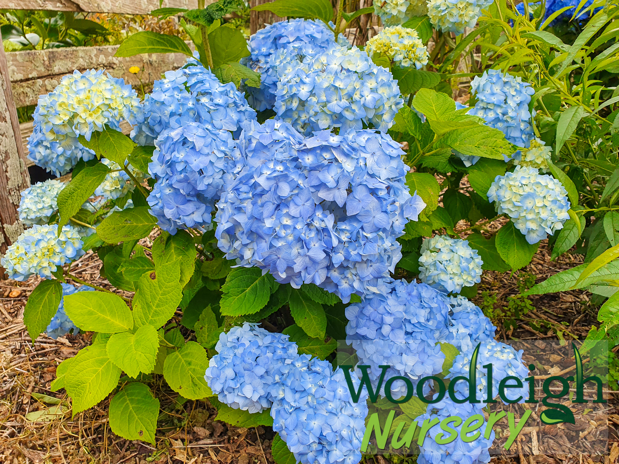 Hydrangea macrophylla Nikko Blue