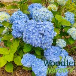 Hydrangea macrophylla Nikko Blue