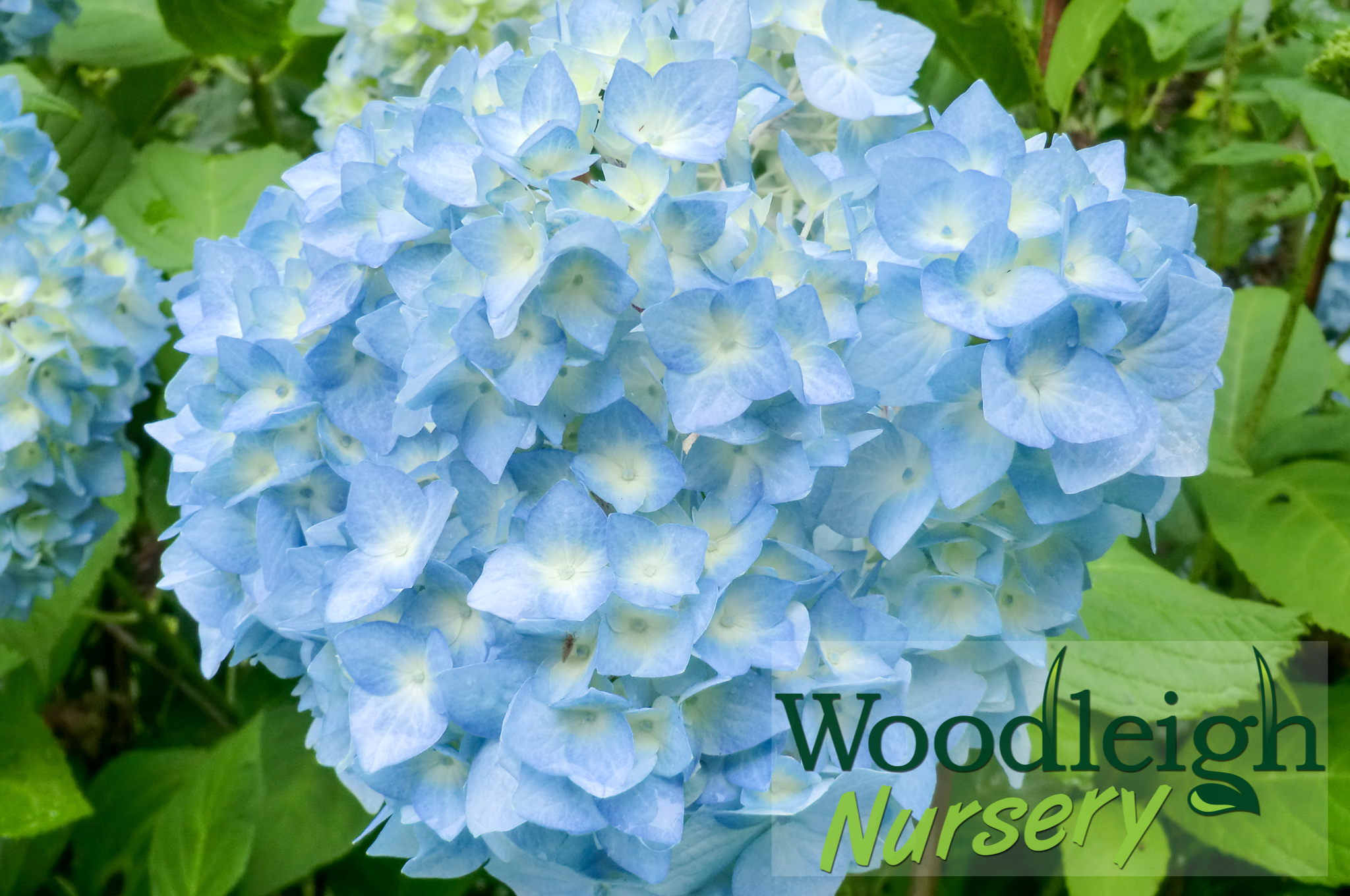Hydrangea macrophylla Nikko Blue