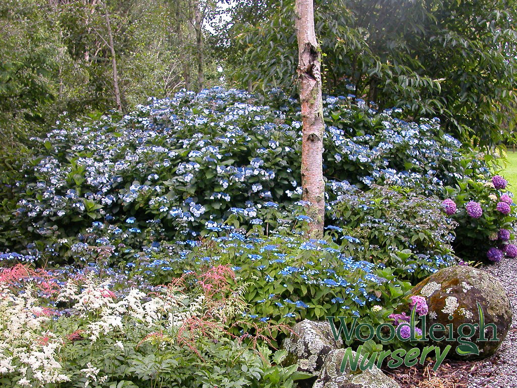 Hydrangea macrophylla Opuloides