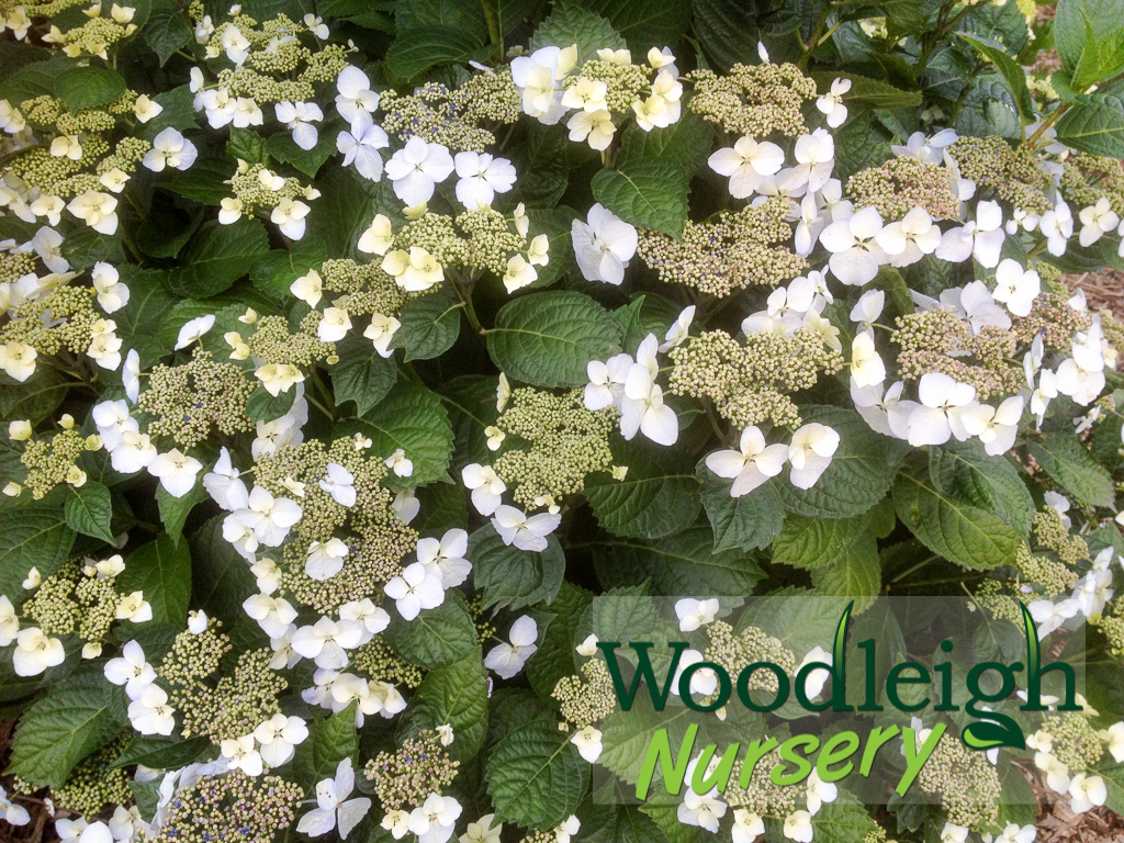 Hydrangea macrophylla opuloides