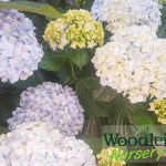 Hydrangea macrophylla Otaksa