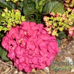 Hydrangea macrophylla Paris (P Red)