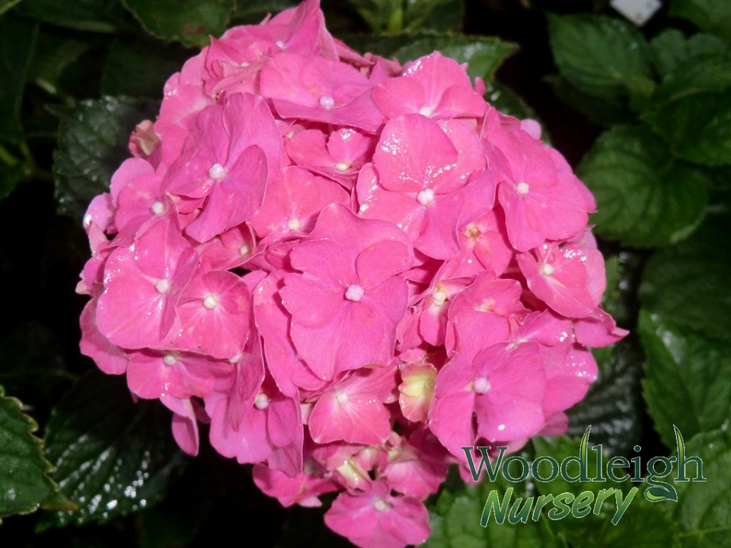 Hydrangea macrophylla Parzifal (Parsifal)