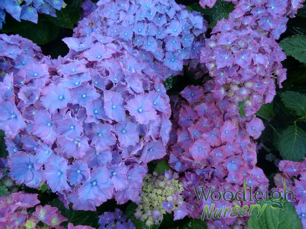 Hydrangea macrophylla Parzifal (Parsifal)