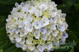 Hydrangea macrophylla Peppermint