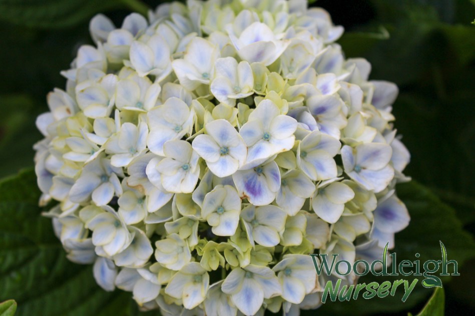 Hydrangea macrophylla Peppermint