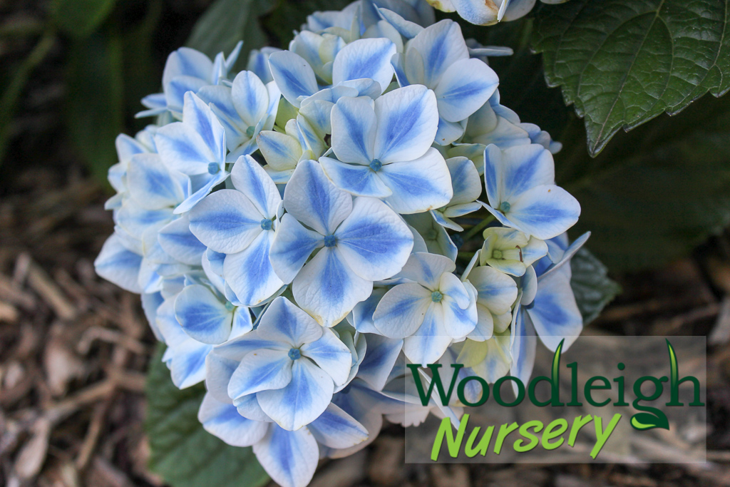 Hydrangea macrophylla Peppermint