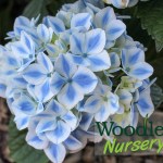 Hydrangea macrophylla Peppermint