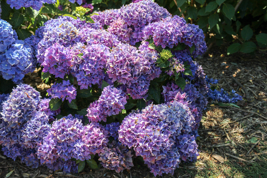 Hydrangea macrophylla Piamina