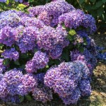 Hydrangea macrophylla Piamina