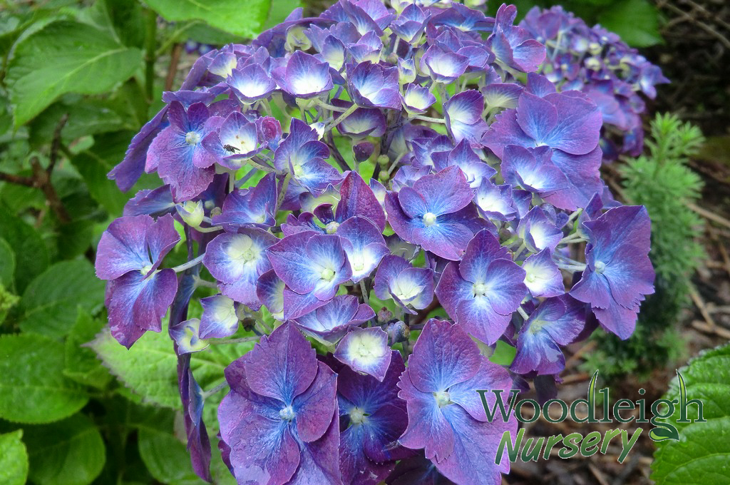 Hydrangea macrophylla President Doumer