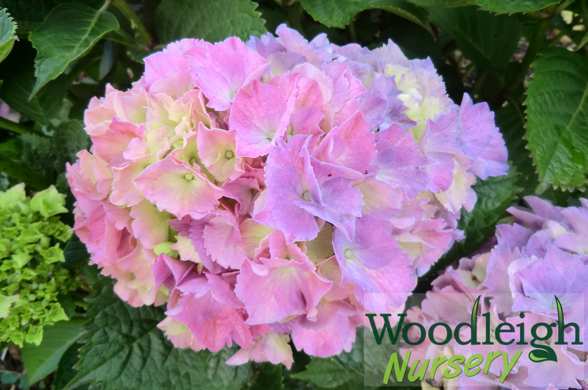 Hydrangea macrophylla Princess Beatrix