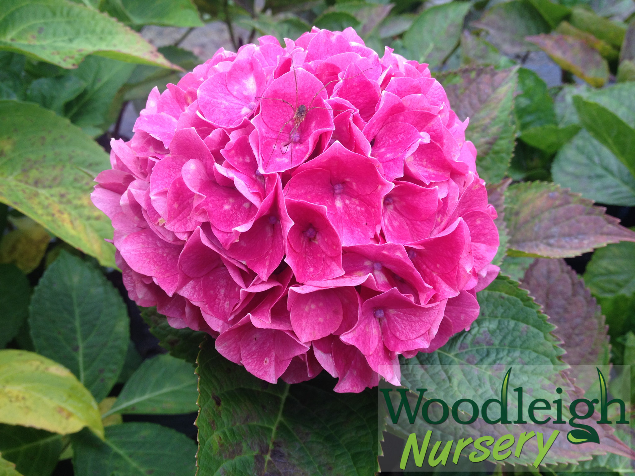 Hydrangea macrophylla Princess Beatrix (2)