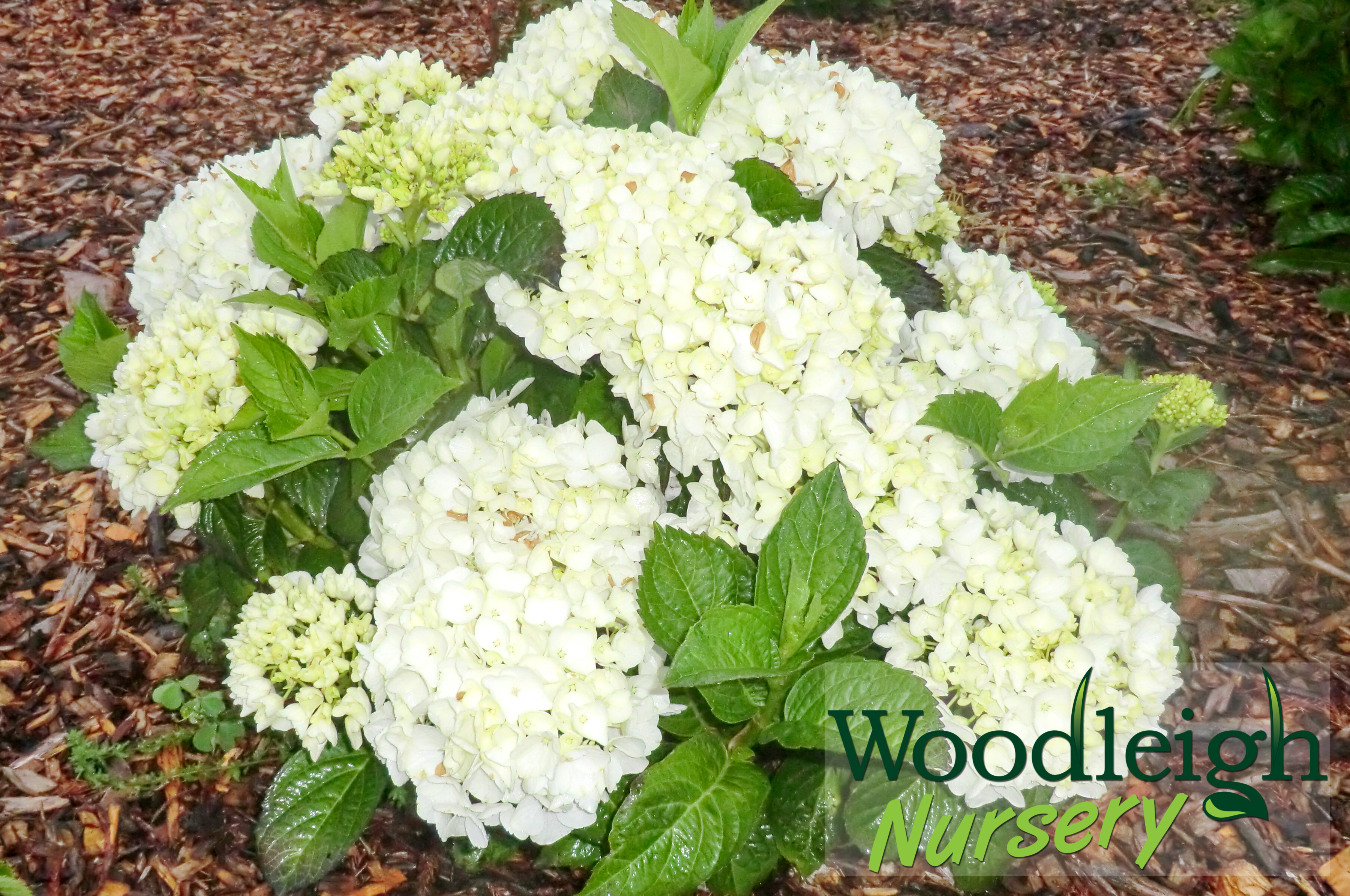 Hydrangea macrophylla Princess Juliana