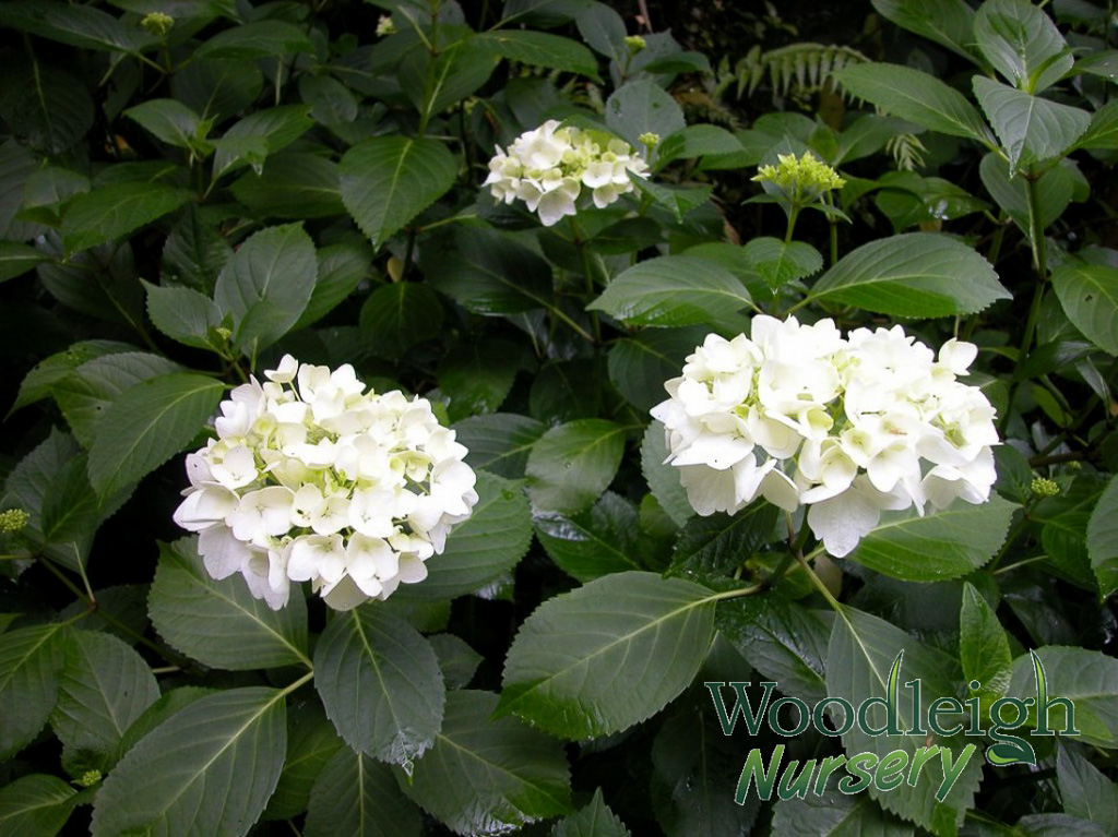 Hydrangea macrophylla Princess Juliana
