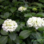 Hydrangea macrophylla Princess Juliana