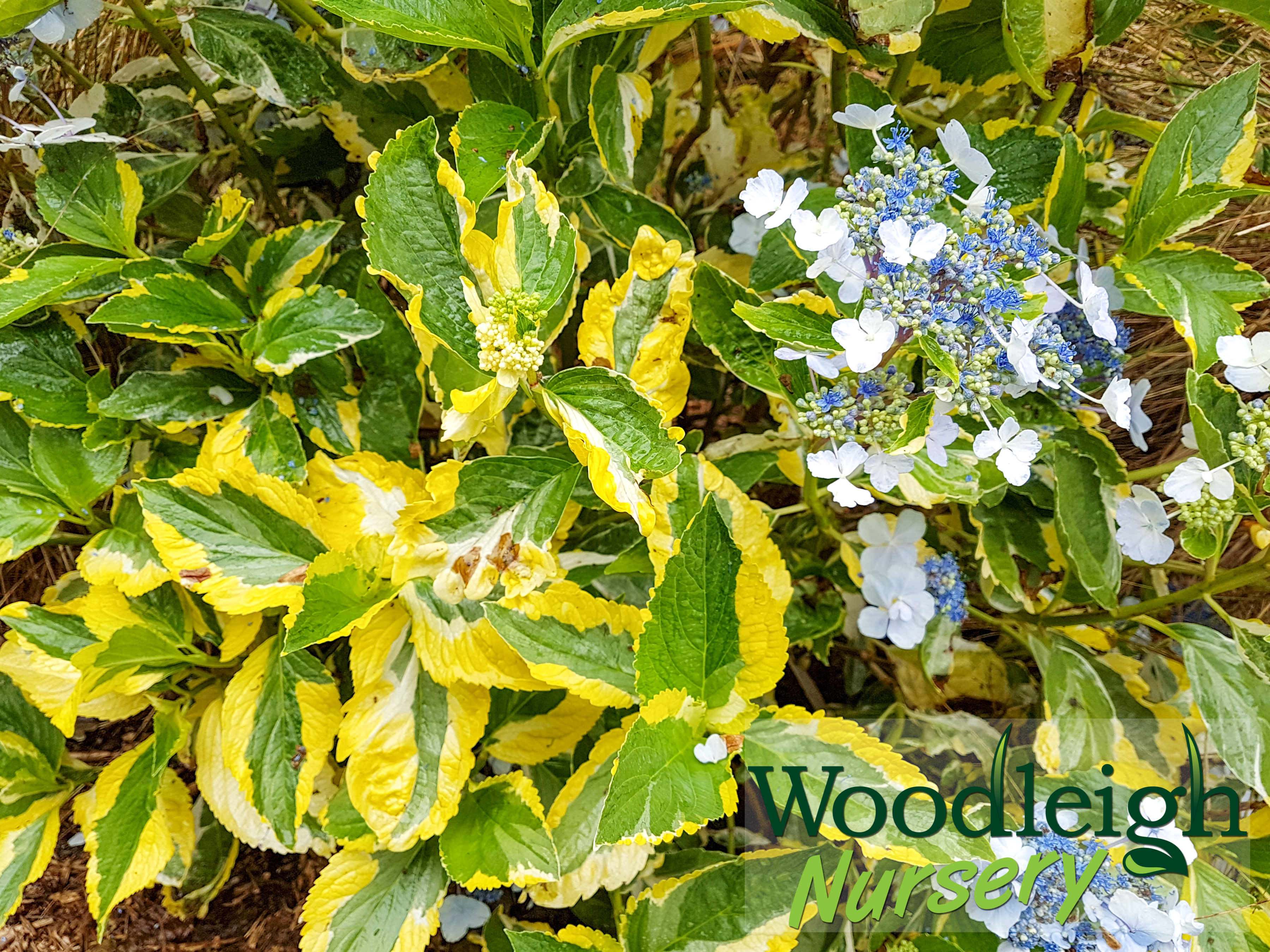 Hydrangea macrophylla Quadricolor