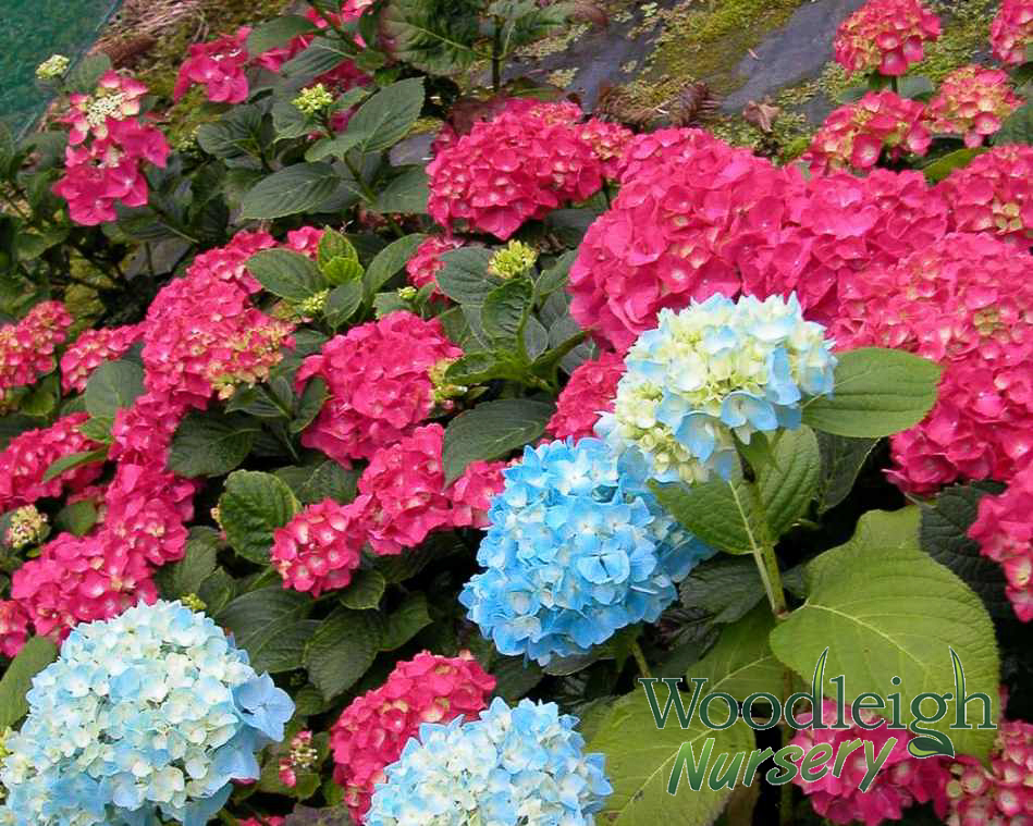 Hydrangea macrophylla Red Emperor