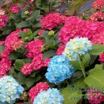 Hydrangea macrophylla Red Emperor