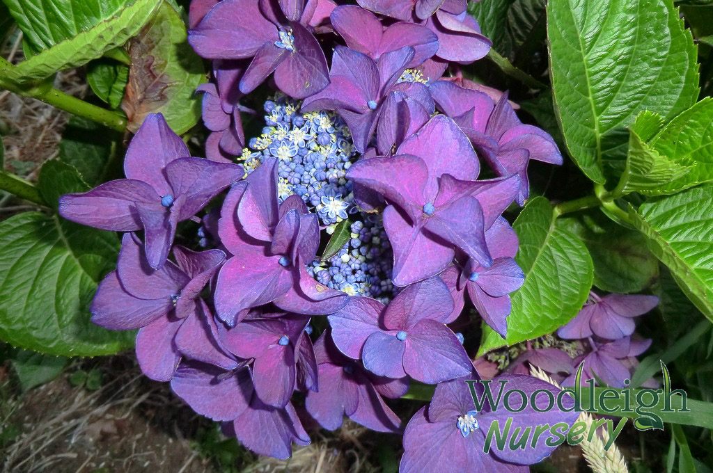 Hydrangea macrophylla Redstart (Rotschwanz) (acid)