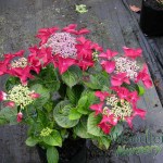 Hydrangea macrophylla Redstart (Rotschwanz)