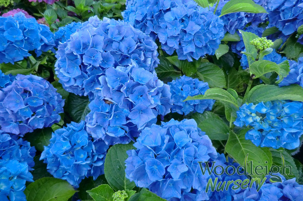 Hydrangea macrophylla Renate Steiniger (San Marcos)