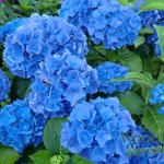 Hydrangea macrophylla Renate Steiniger (San Marcos)