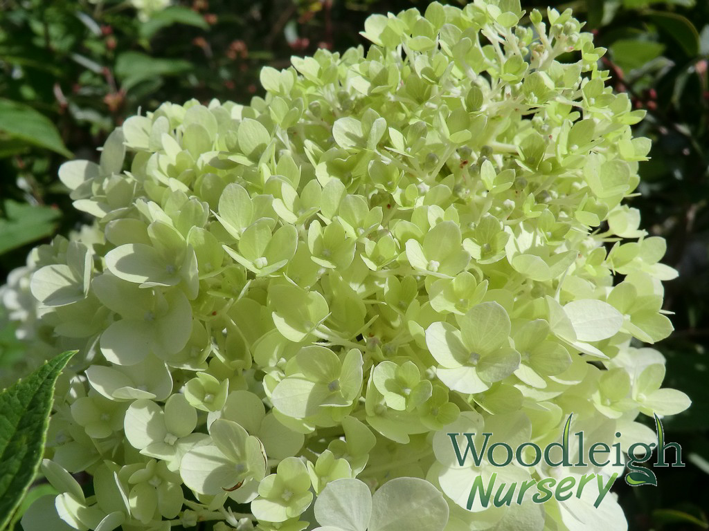 Hydrangea paniculata Limelight