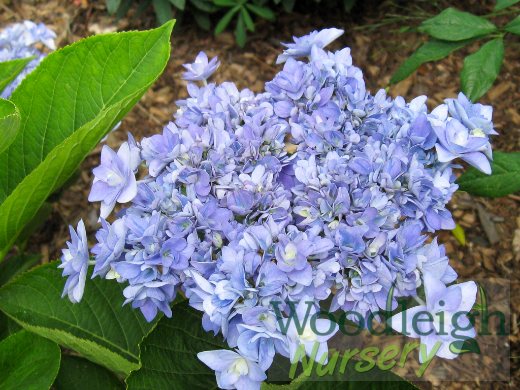 Hydrangea YouMe Passion