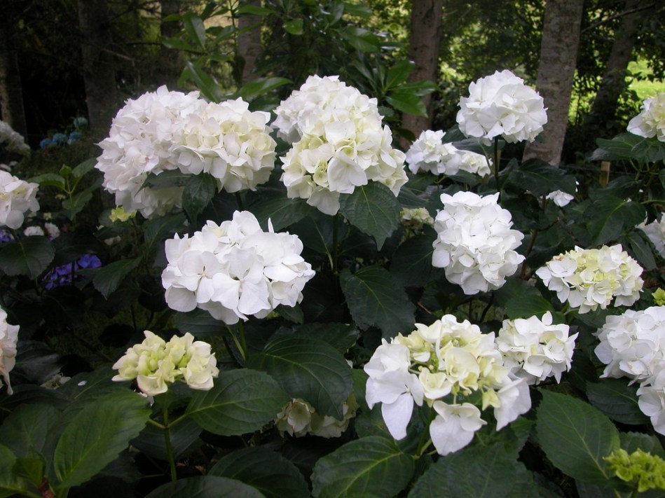 Hydrangea macrophylla Immaculata