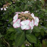 Hydrandea serrata Kiyosumi