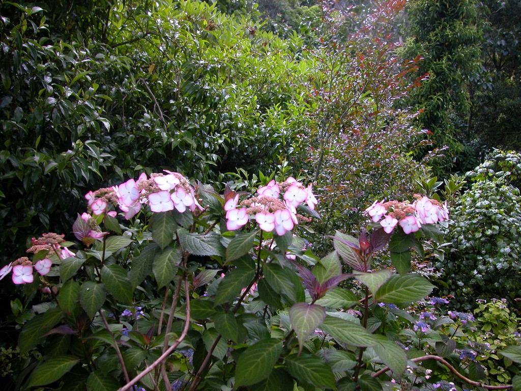 Hydrandea serrata Kiyosumi
