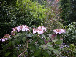 Hydrandea serrata Kiyosumi